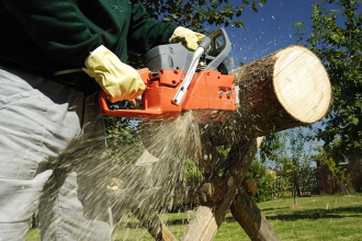 Cheap Trees LLC: Service Image-1 Cheap Trees LLC: Service Image-1