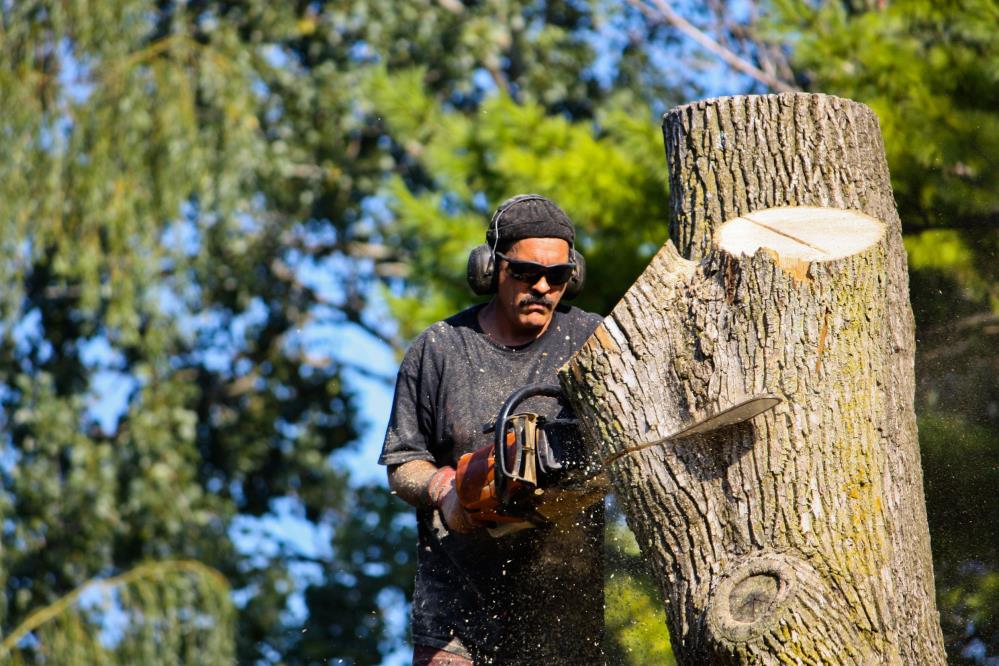Cheap Trees LLC: Service Image-2 Cheap Trees LLC: Service Image-2