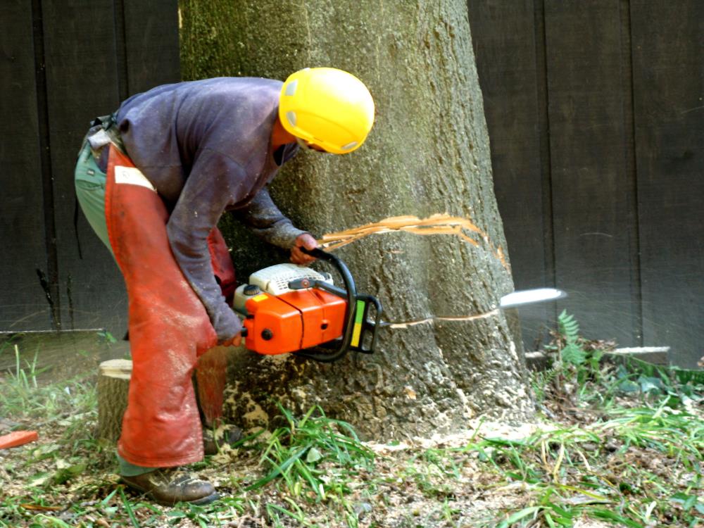 Cheap Trees LLC: Service Image-3 Cheap Trees LLC: Service Image-3