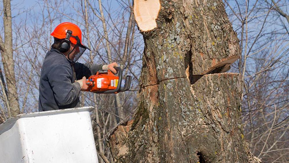 Cheap Trees LLC: Service Image-0 Cheap Trees LLC: Service Image-0